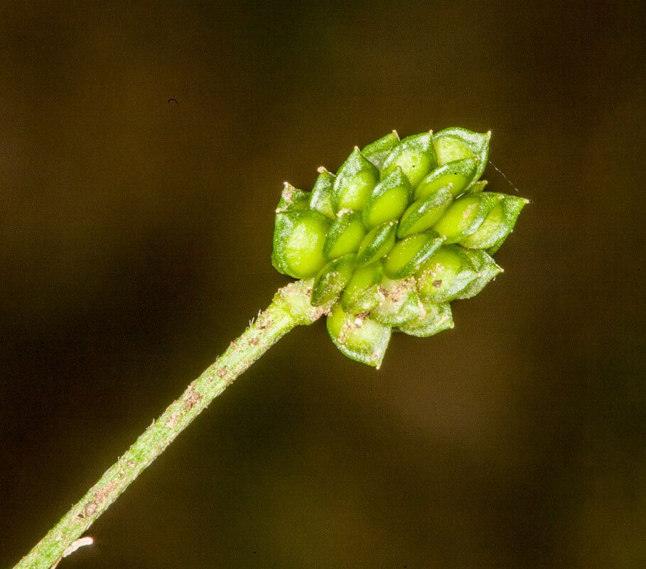 Ranunculus sardous fruit