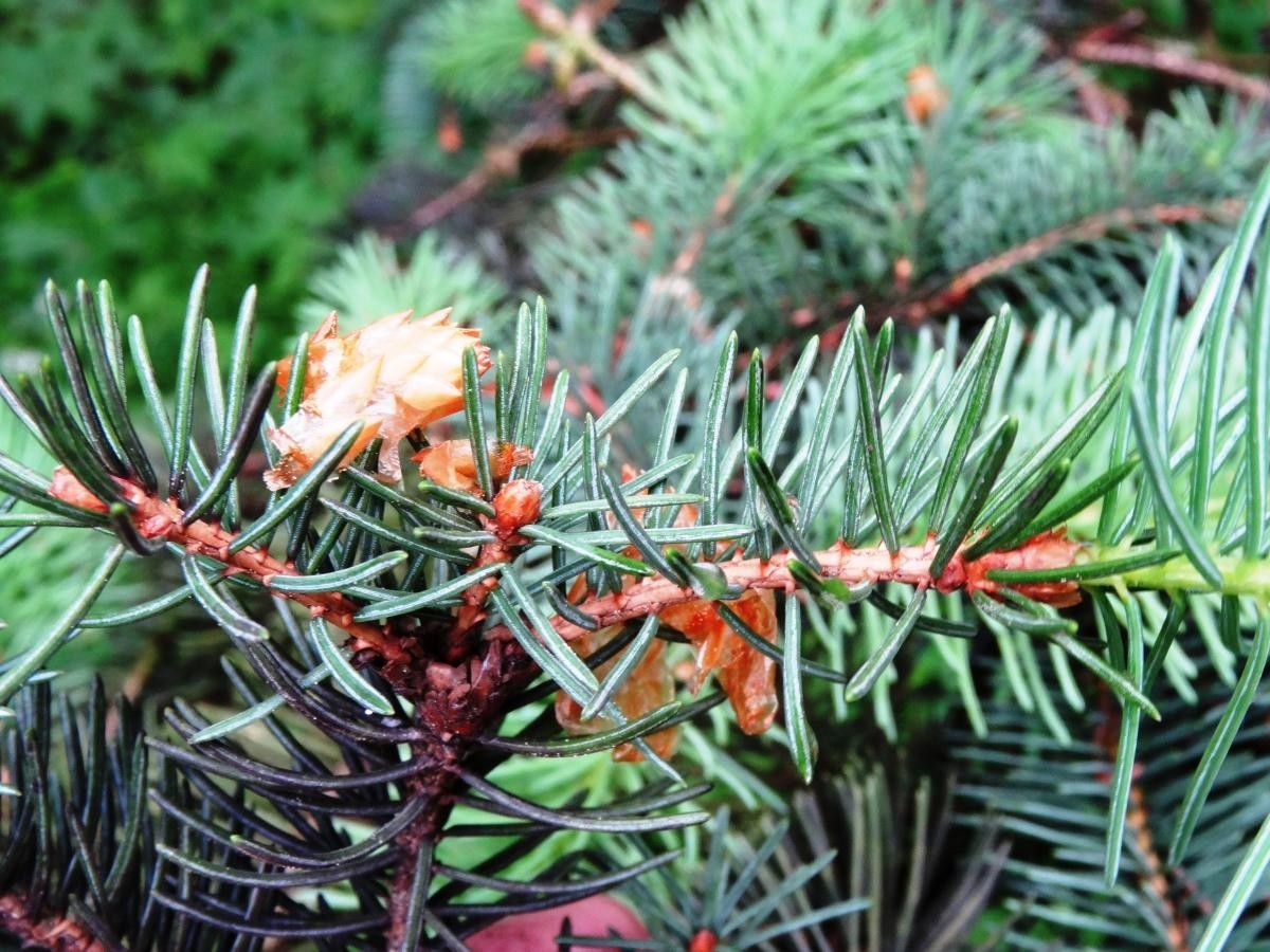 Picea asperata flower