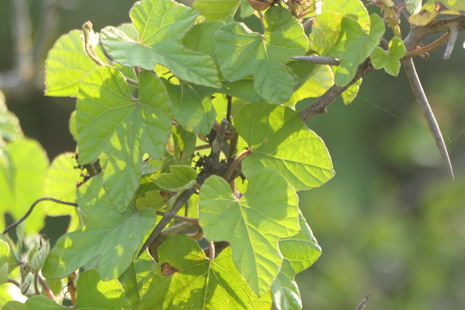 Ipomoea ficifolia — search result for 'Ipomoea'