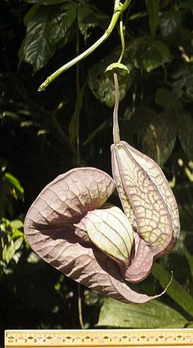Aristolochia gorgona fruit