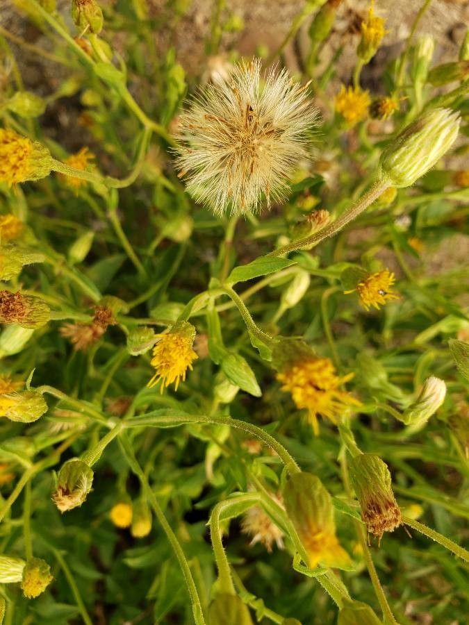 Heterotheca oregona flower