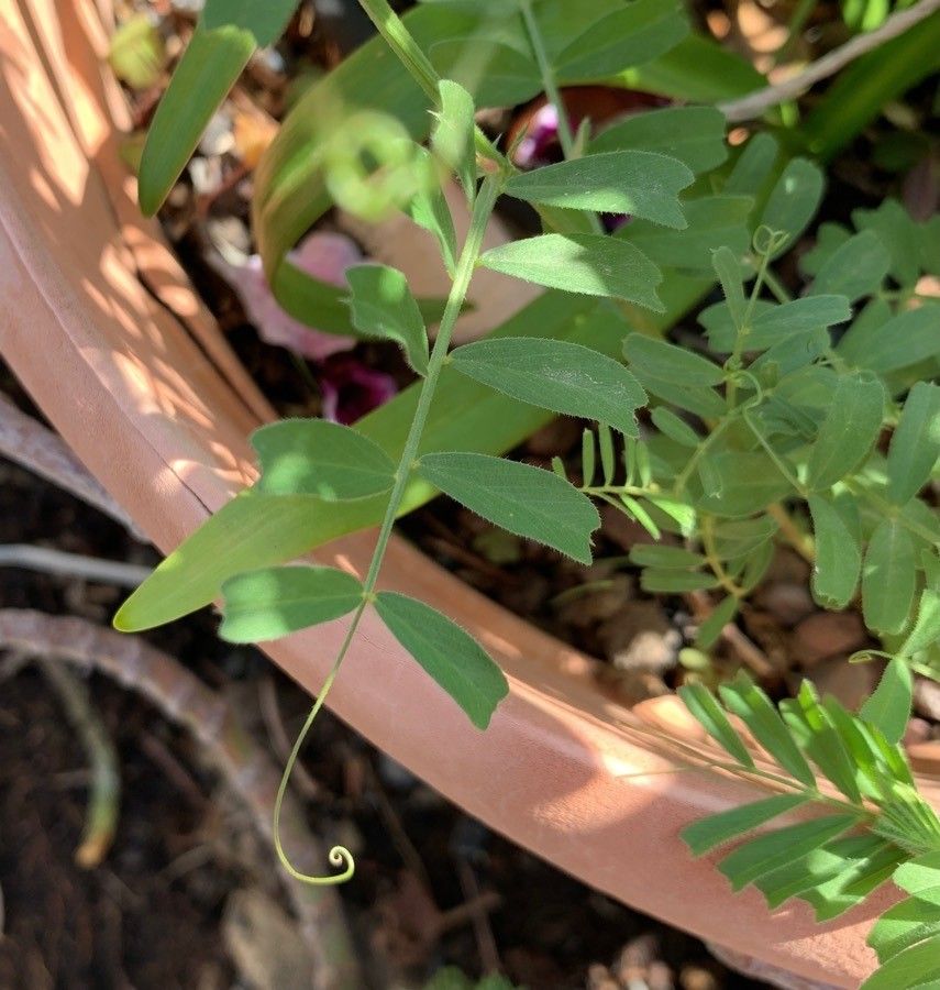 Vicia cuspidata leaf