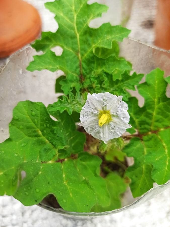 Solanum campechiense flower