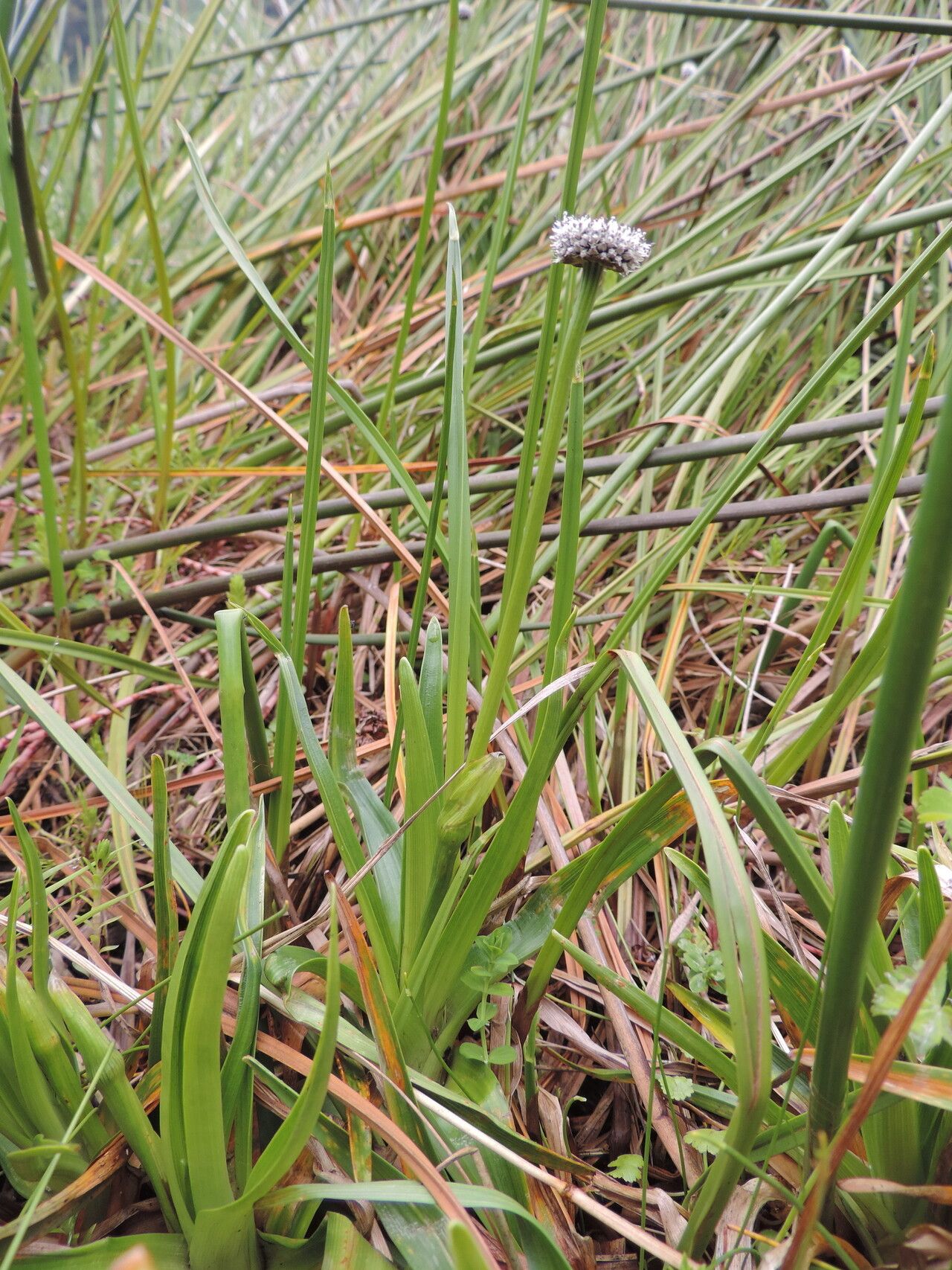 Eriocaulon schimperi habit