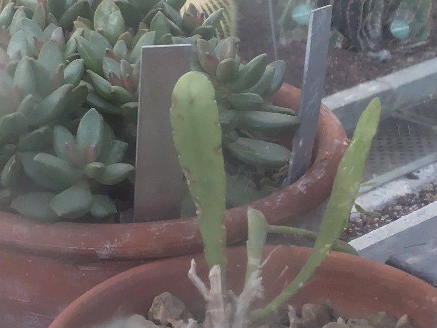 Pseudorhipsalis ramulosa leaf