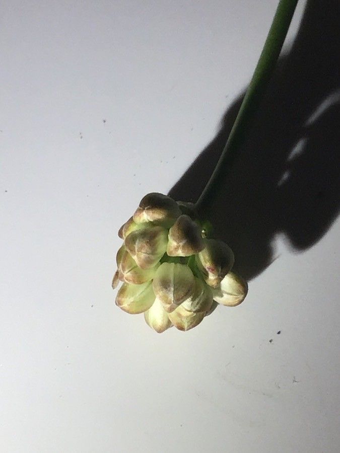 Allium ericetorum flower
