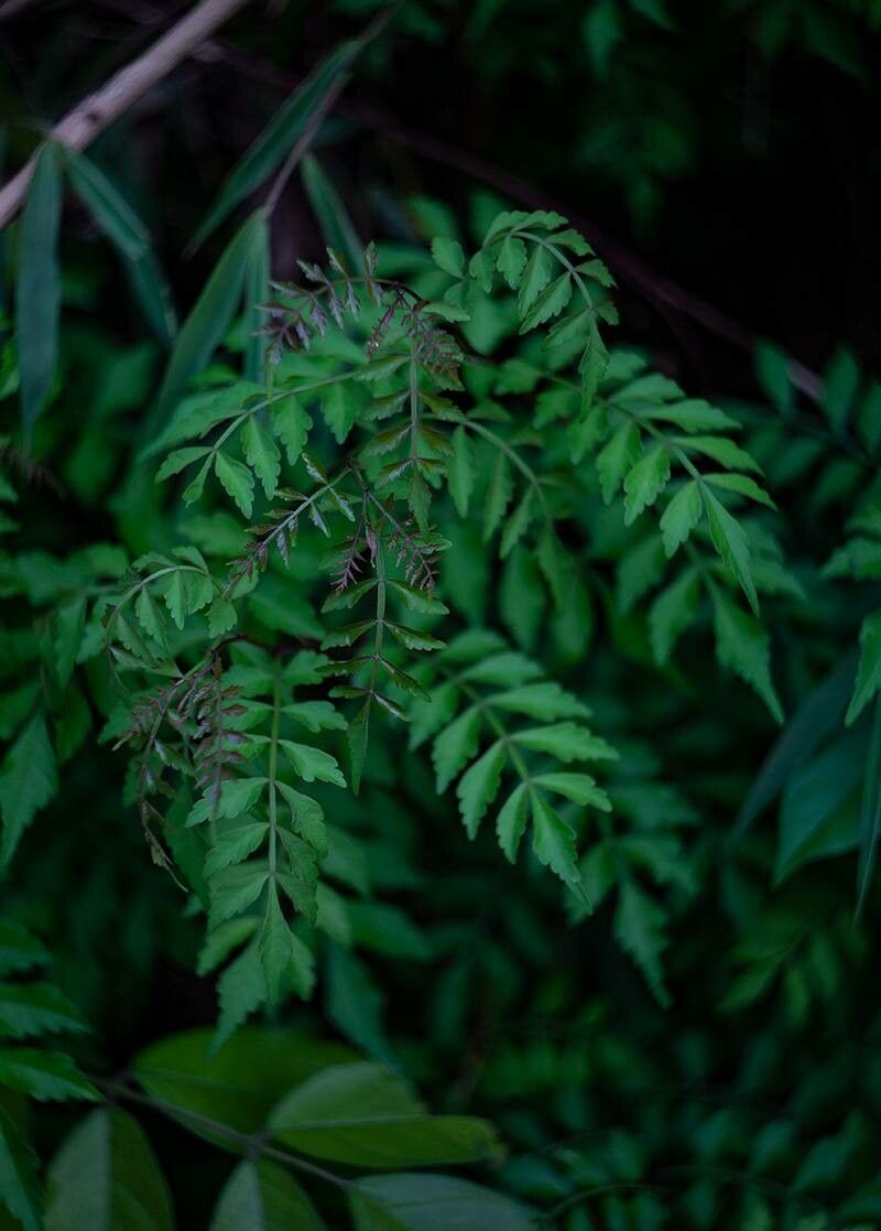 Harrisonia perforata leaf