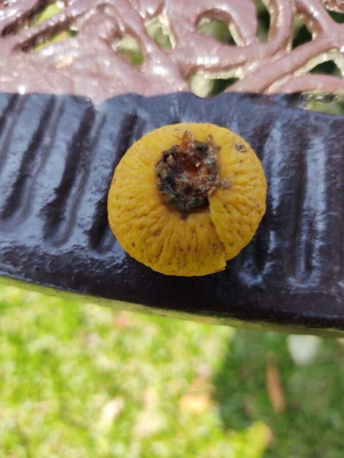 Campomanesia adamantium fruit