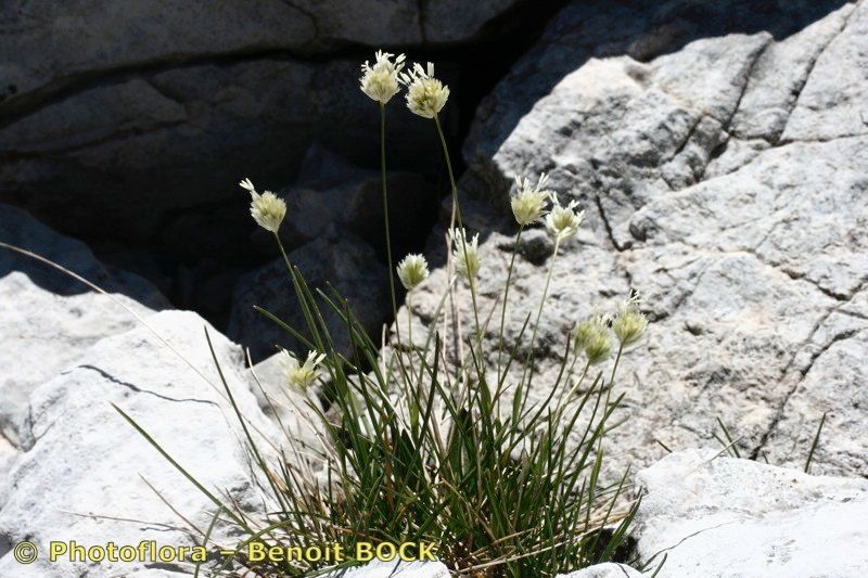 Sesleria sphaerocephala habit