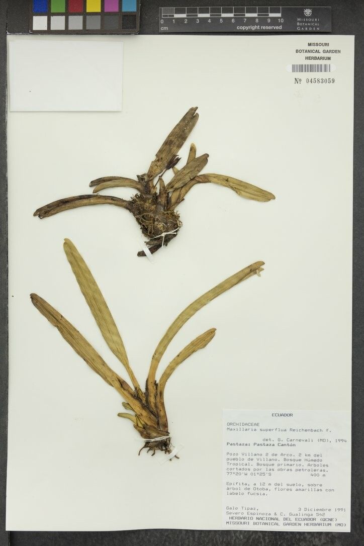 Maxillaria superflua other