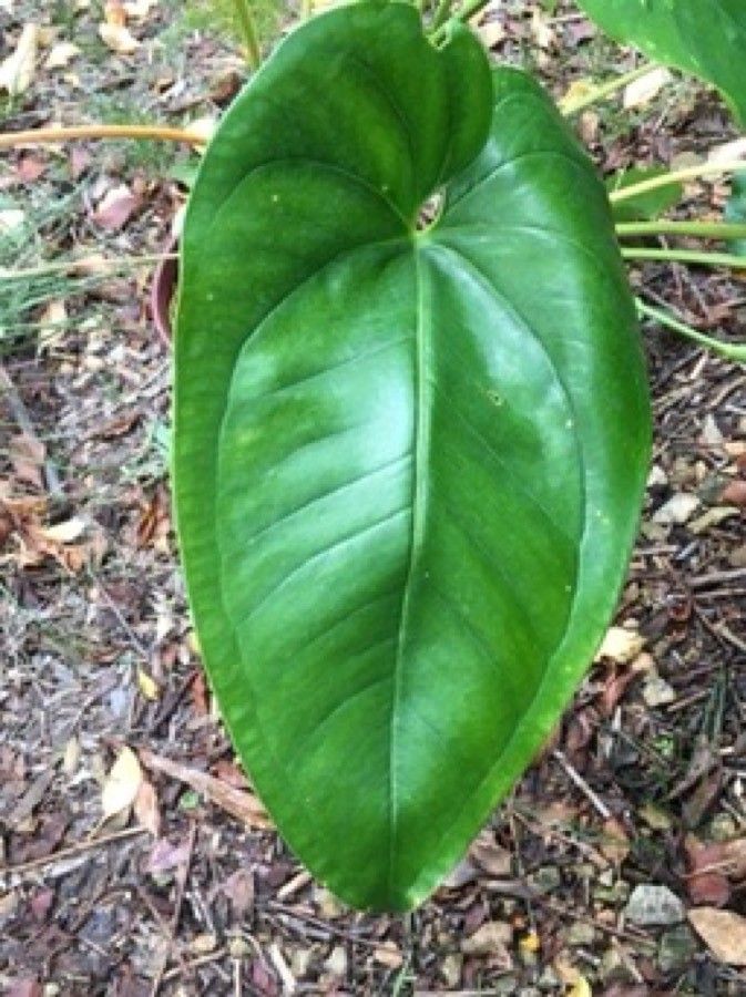 Anthurium cordatum leaf
