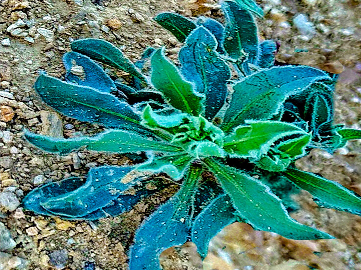 Xylorhiza wrightii — related species from the same genus