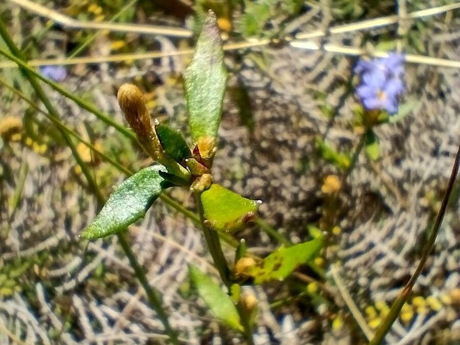 Dampiera stricta — search result for 'Goodeniaceae'