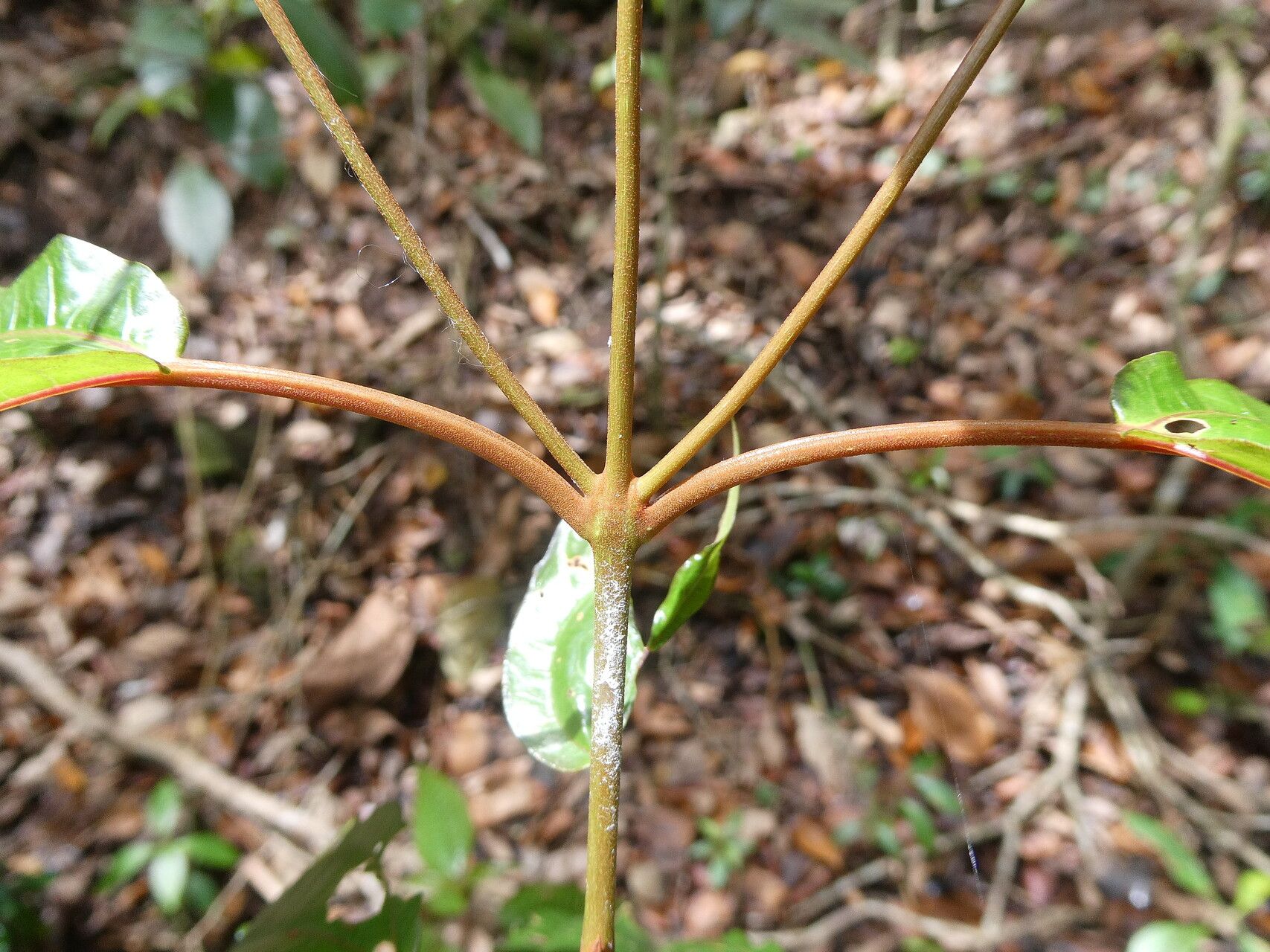 Miconia cornifolia bark