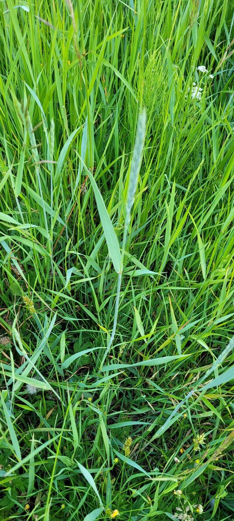 Elymus pungens fruit