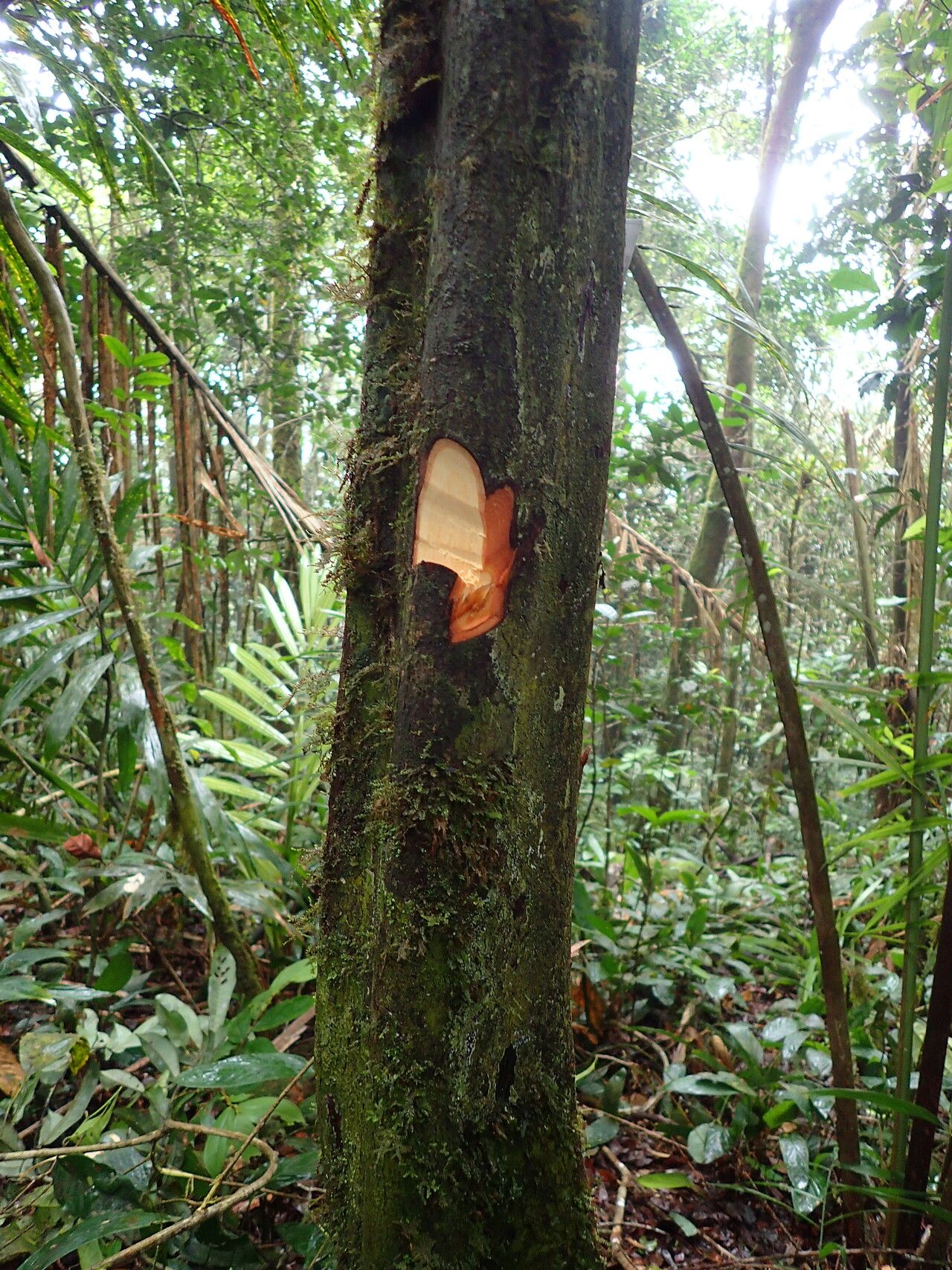 Piptostigma mayndongtsaeanum bark