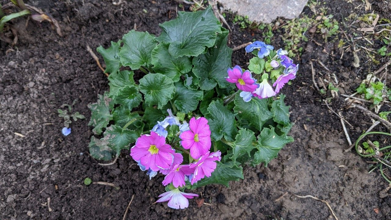 Primula malacoides habit