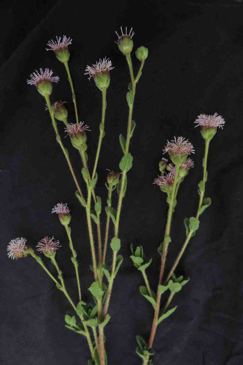 Campuloclinium megacephalum flower