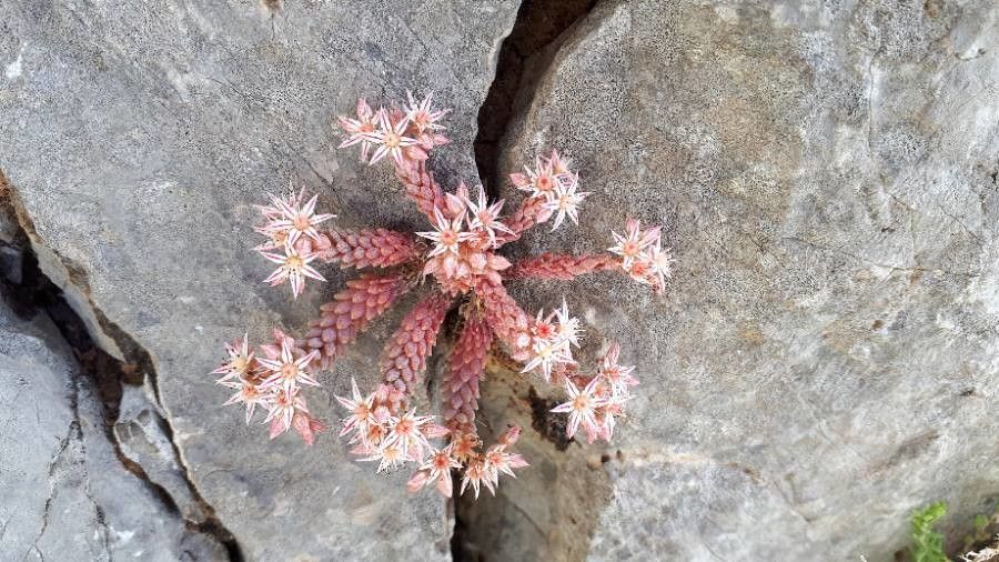 Sedum rubens flower