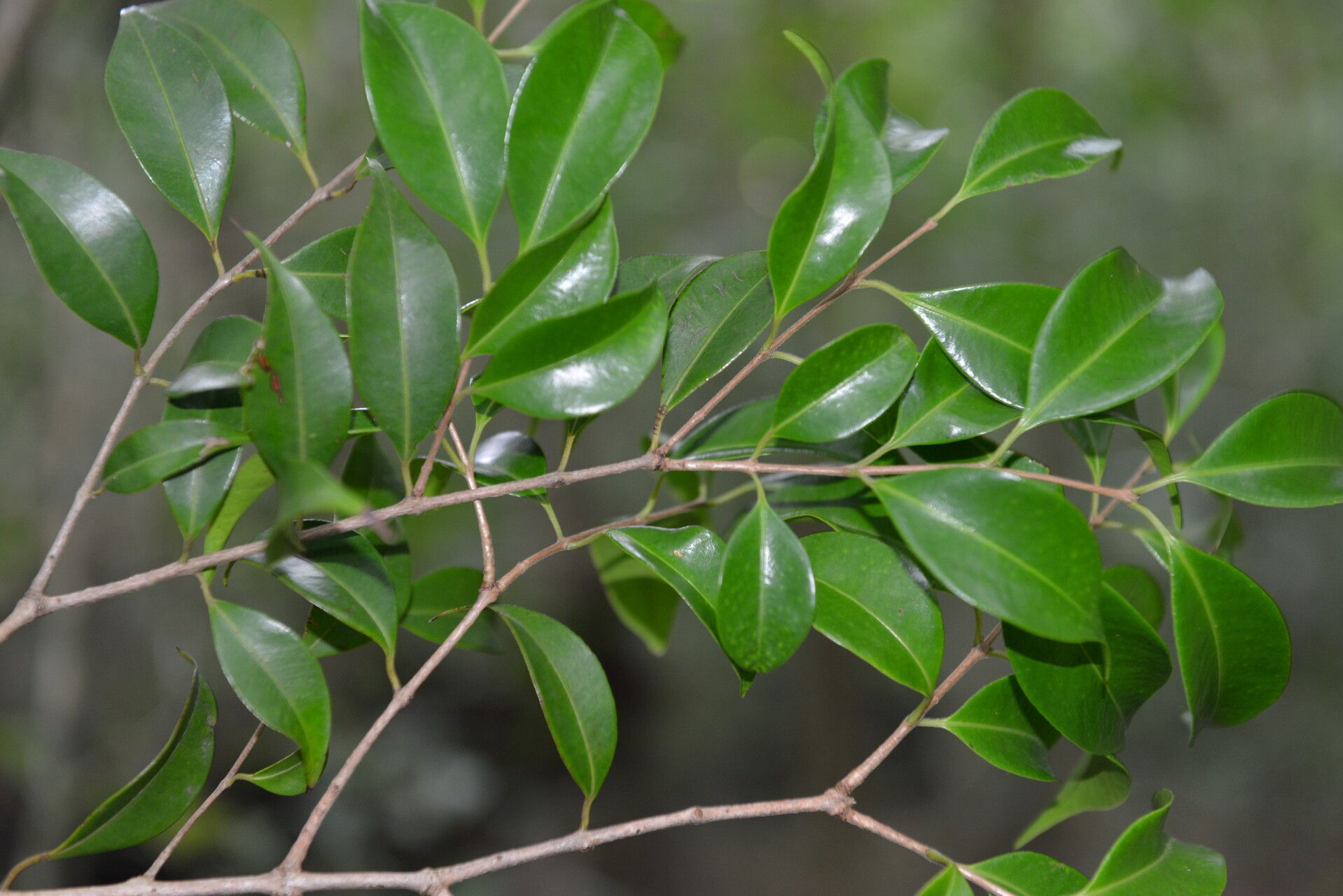 Eugenia austin-smithii — houseplant care guide