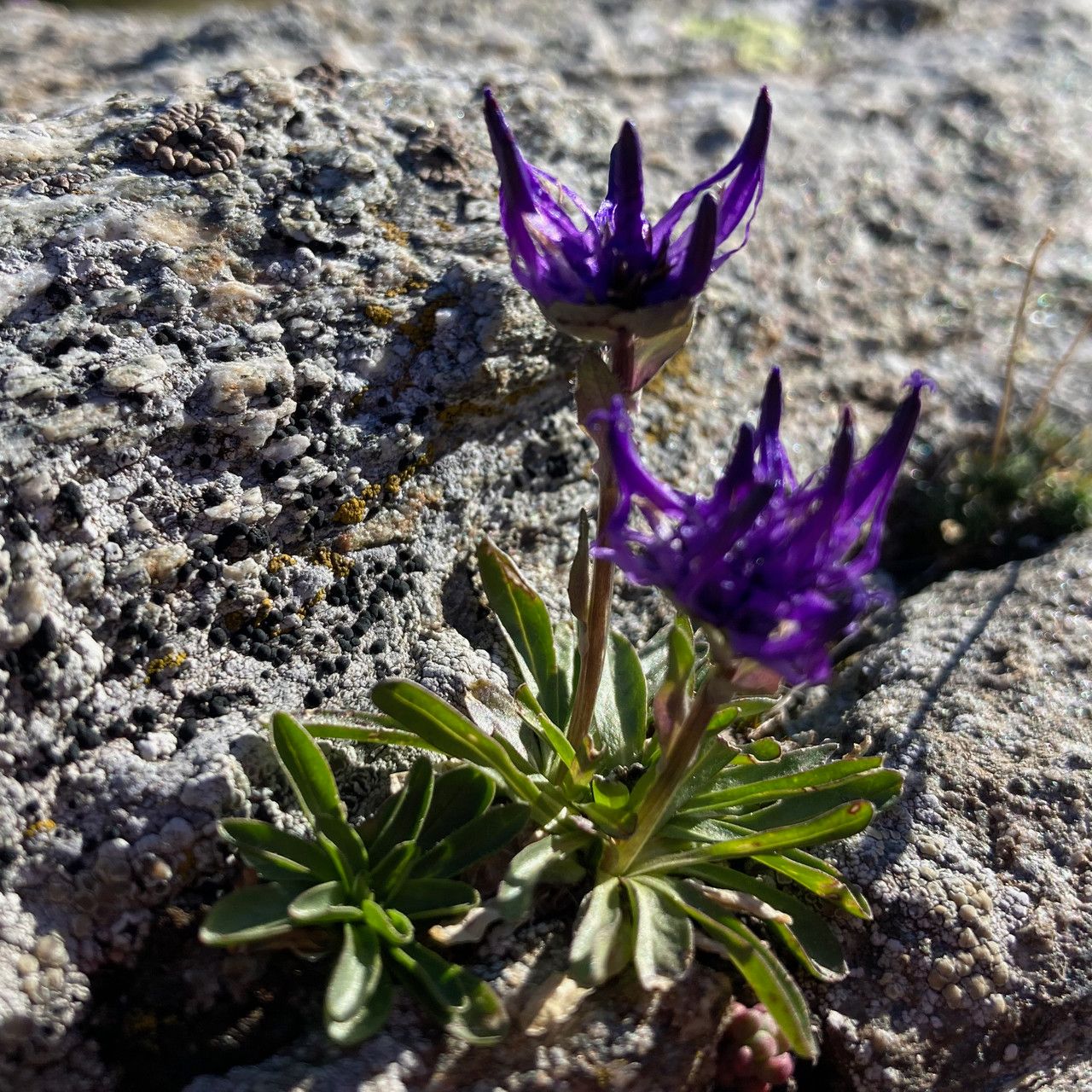 Phyteuma globulariifolium flower