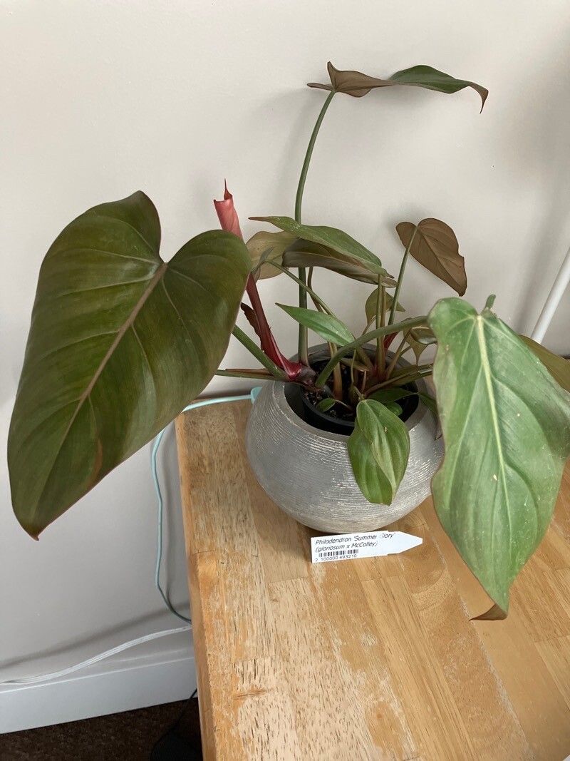 Philodendron spp. — search result for 'Philodendron'