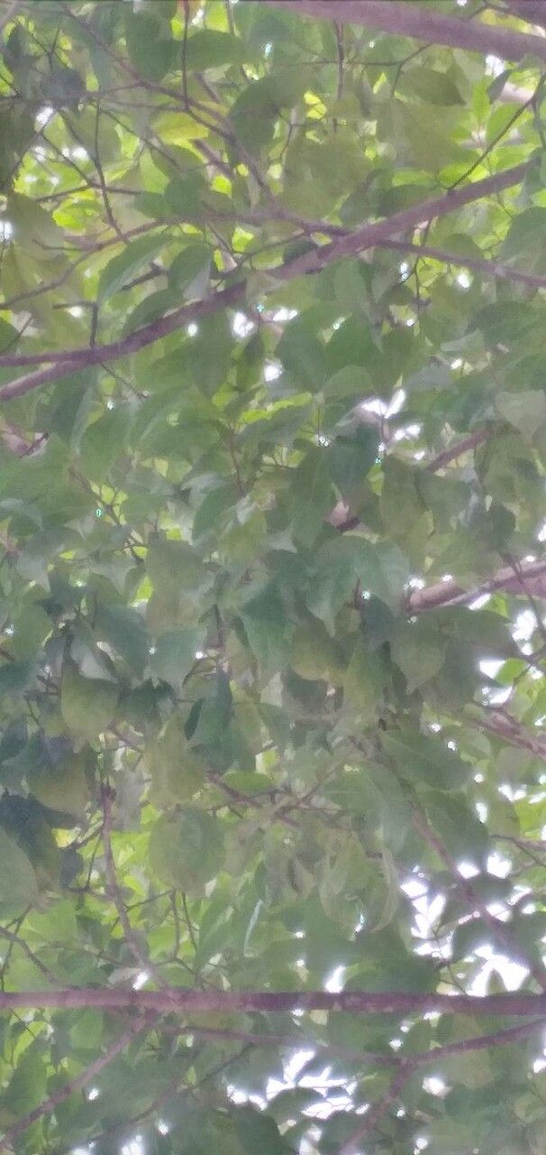 Prioria copaifera leaf