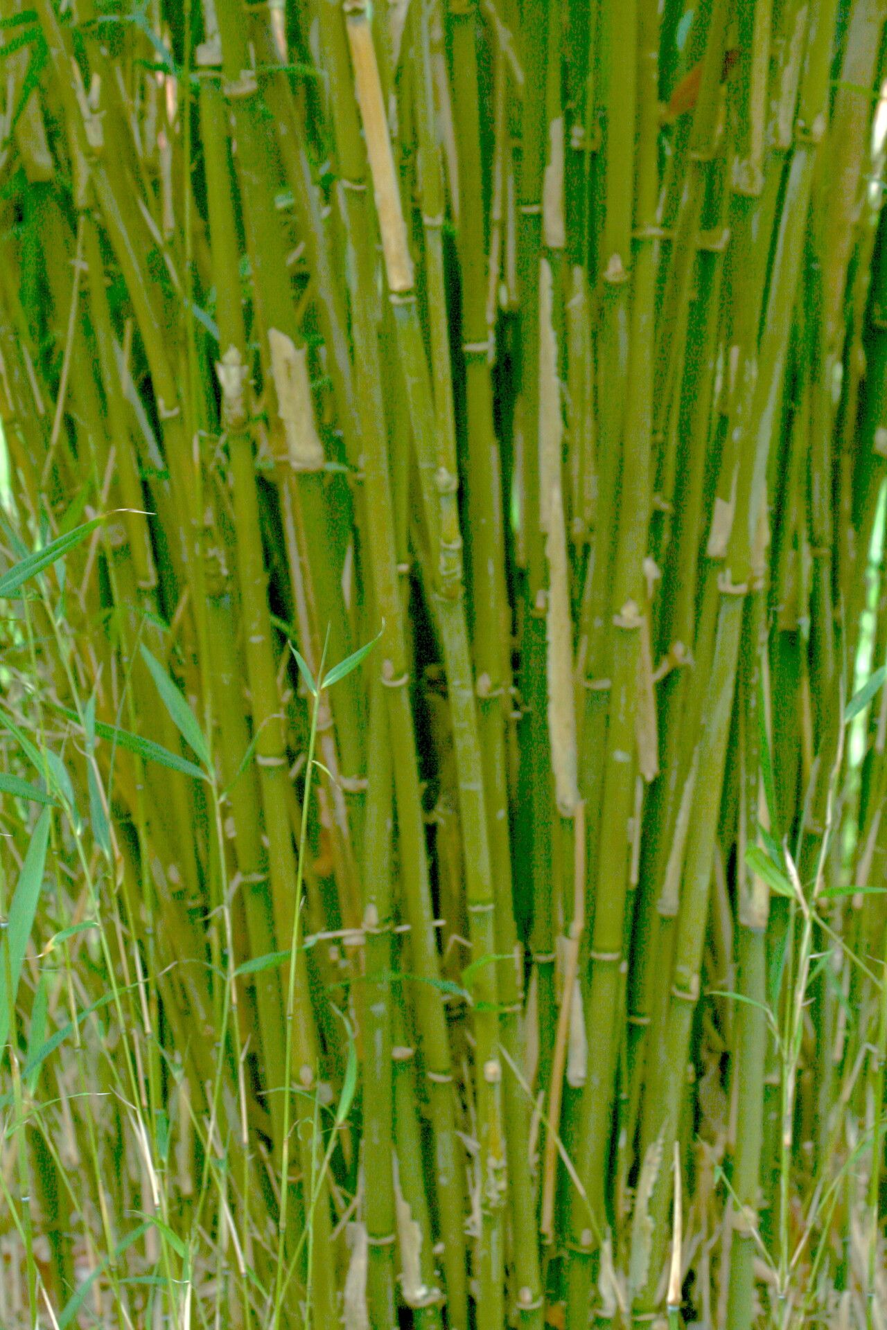 Pleioblastus linearis bark