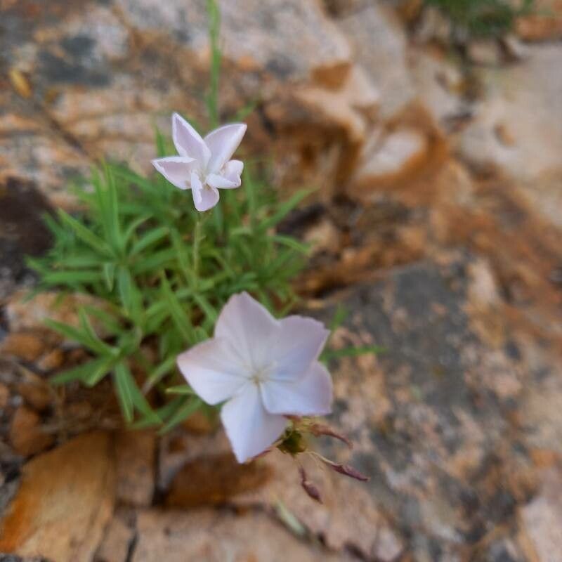 Dianthus gyspergerae flower