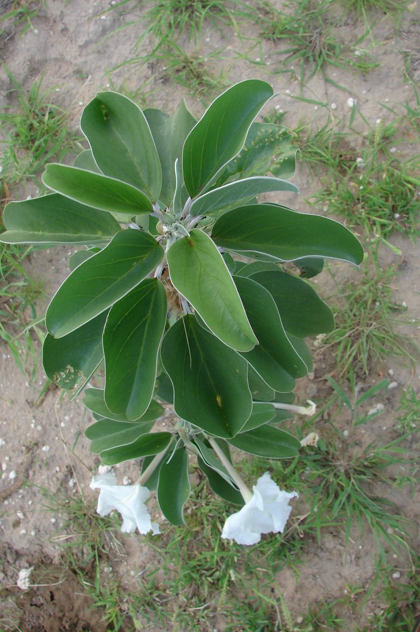 Androstachys johnsonii — search result for 'Eastern South Africa'