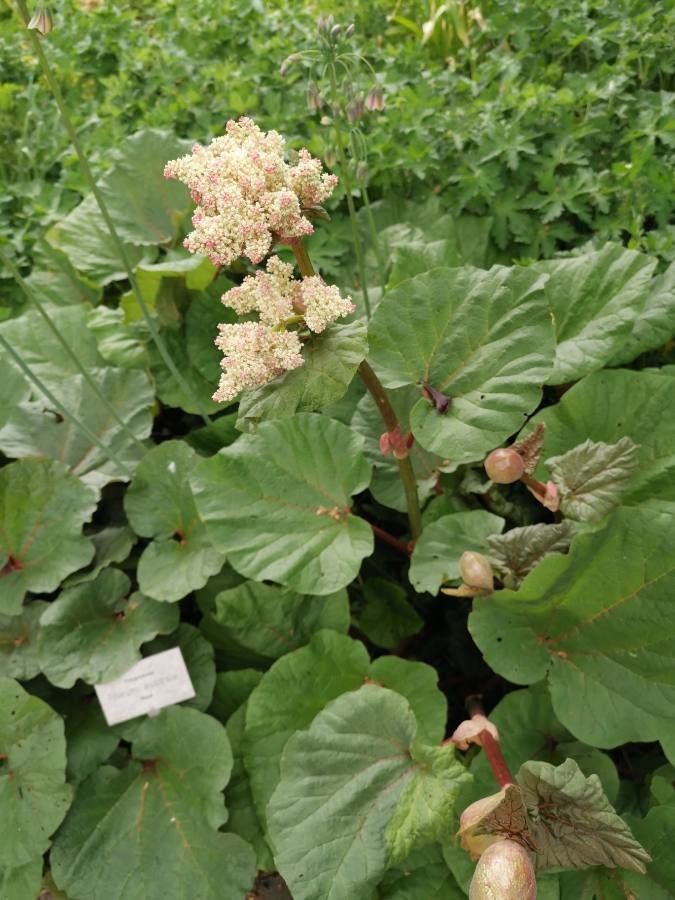 Rheum australe