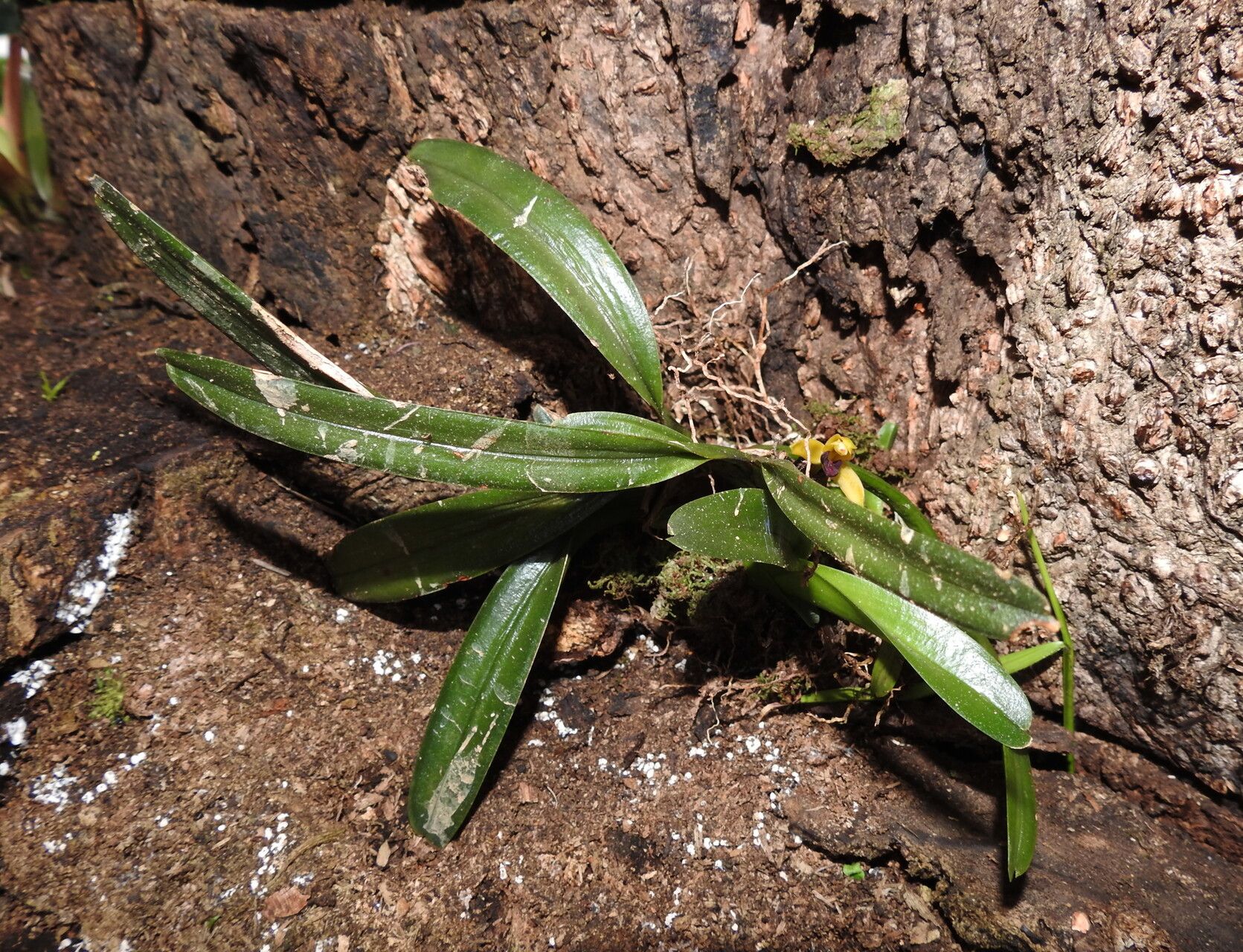 Maxillaria superflua leaf