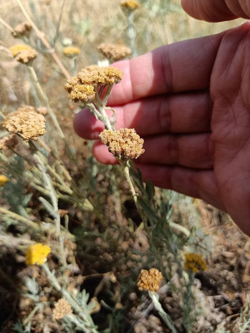 Achillea pseudopectinata — search result for 'Achillea'
