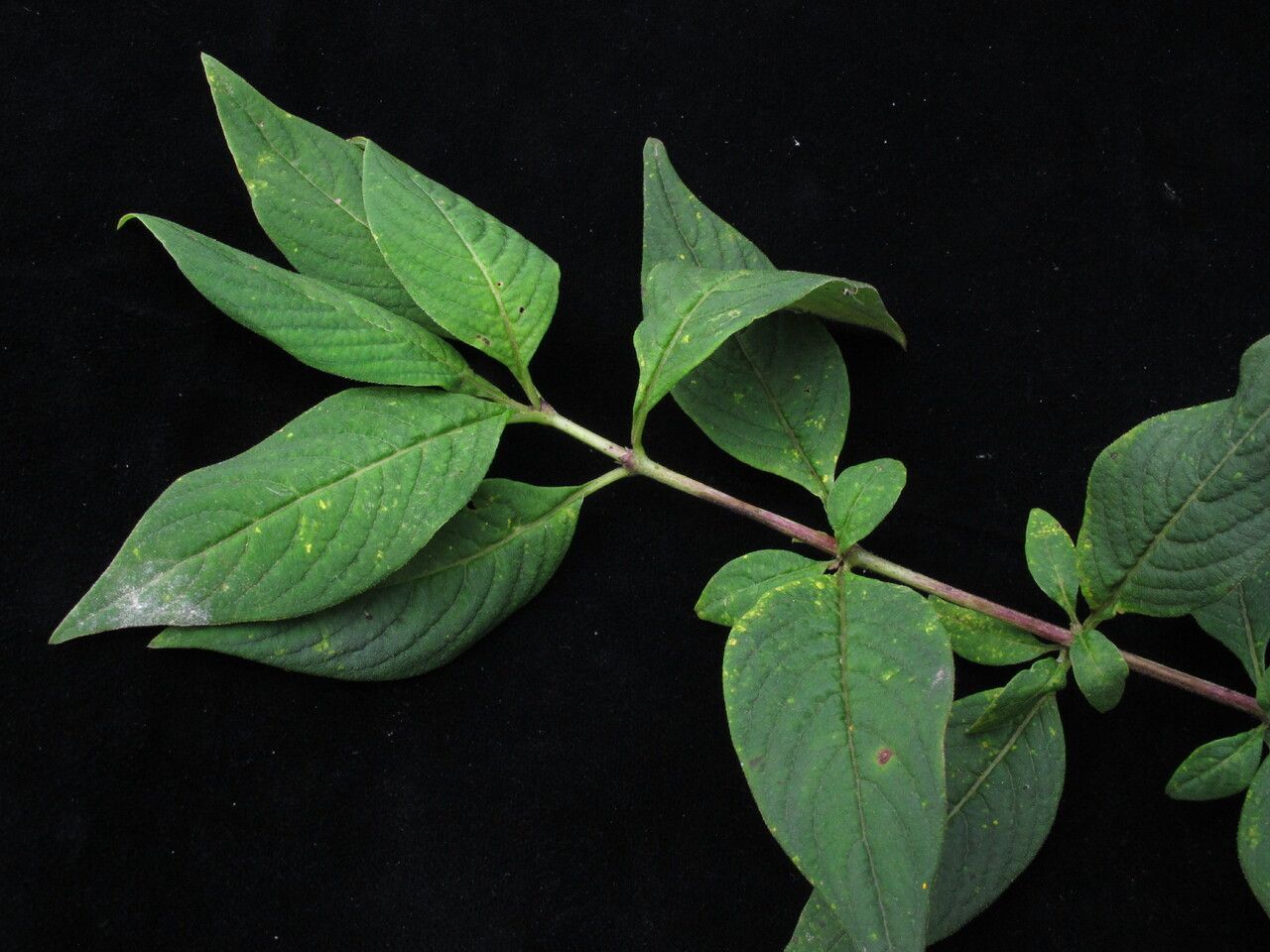 Leptodermis kumaonensis habit