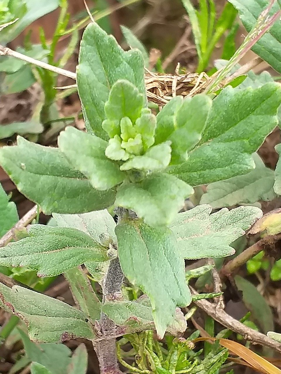 Ajuga integrifolia — search result for 'Ajuga'
