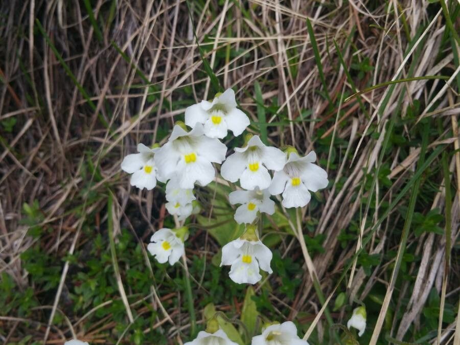 Pinguicula alpina flower