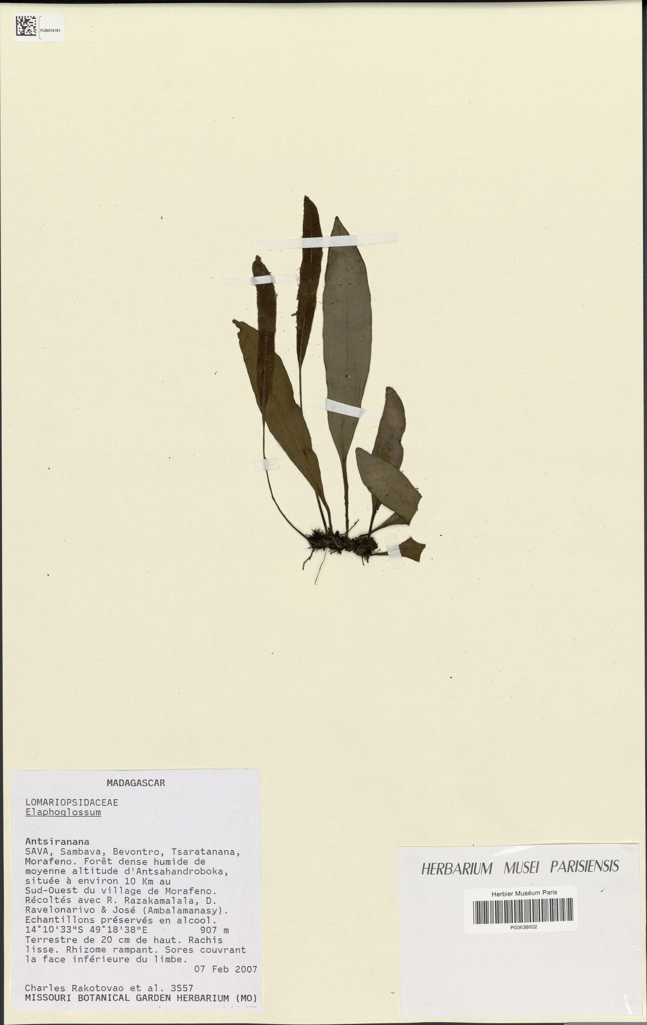 Elaphoglossum approximatum — houseplant care guide