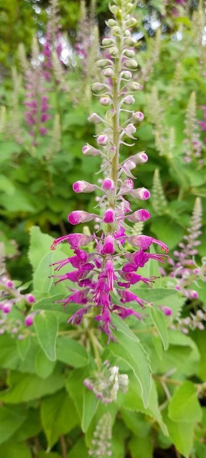 Teucrium betonicum flower