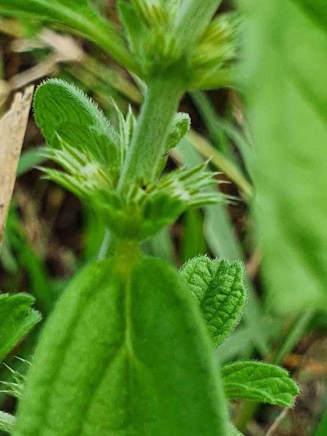 Leucas neuflizeana flower