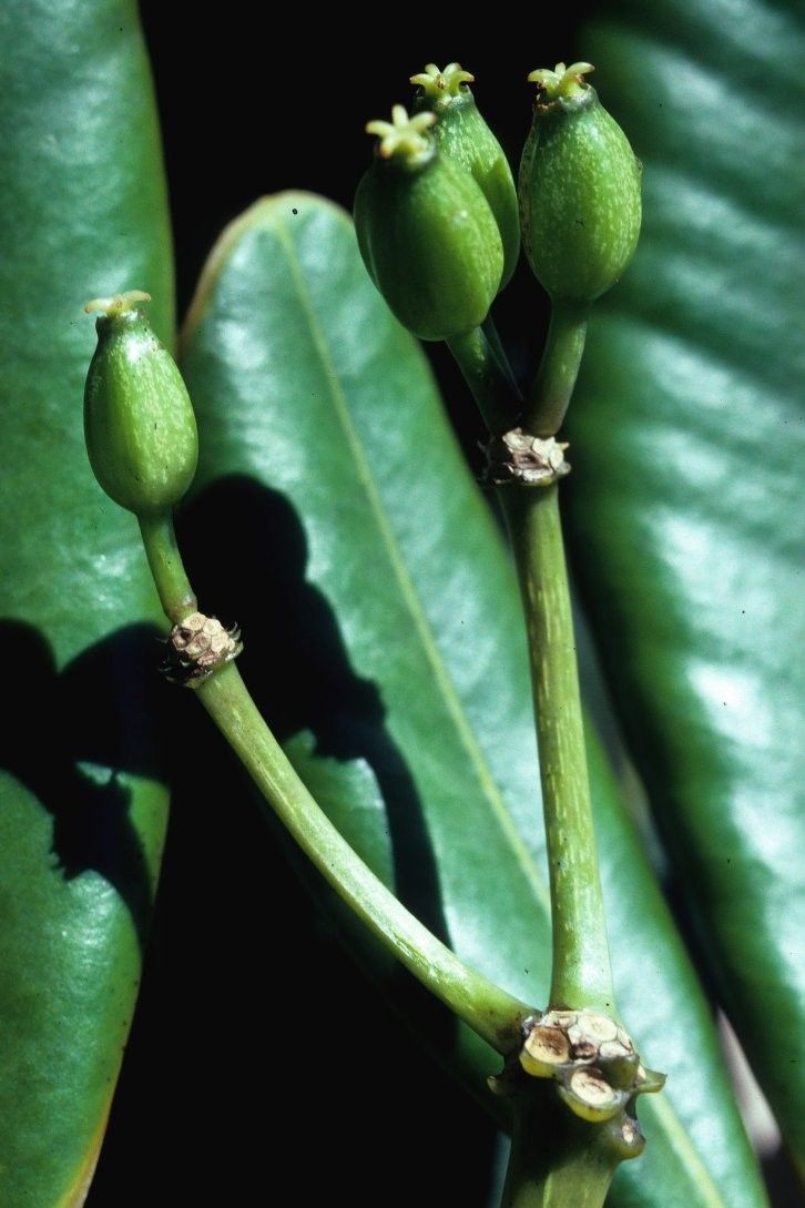 Plerandra pachyphylla fruit