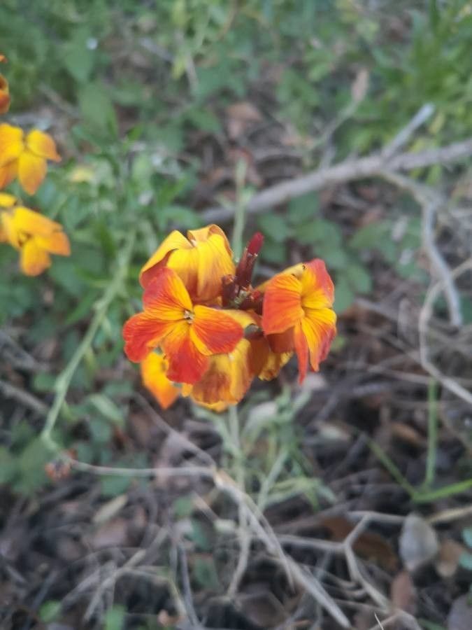 Arabis auriculata flower
