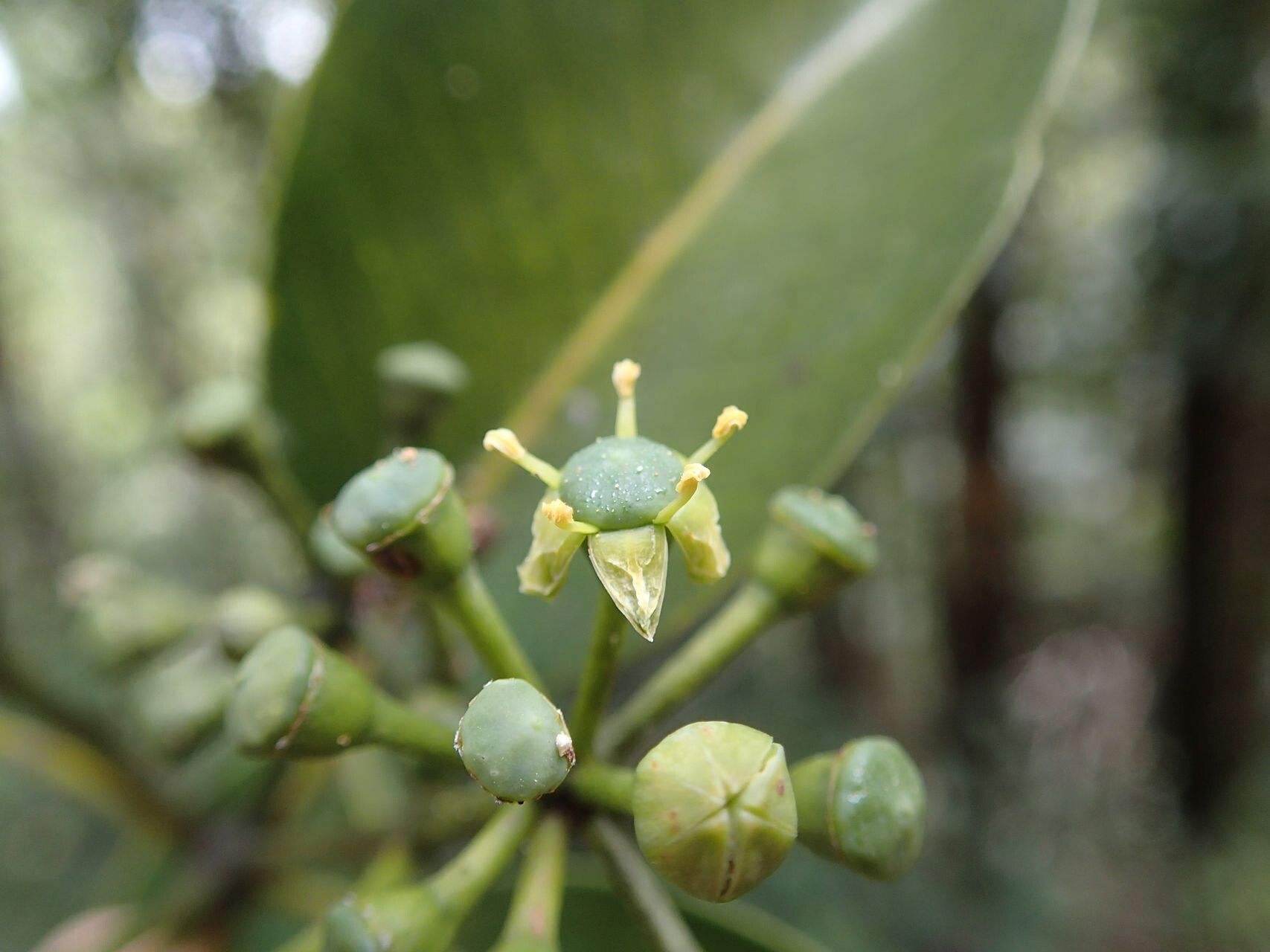 Polyscias vieillardii fruit