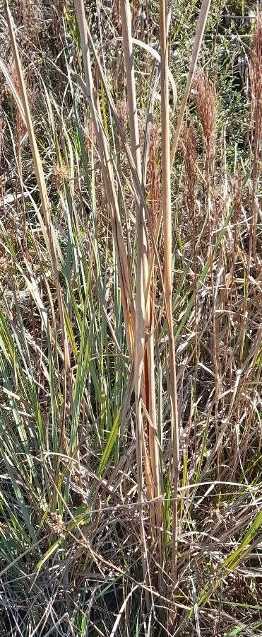 Erianthus trinii other