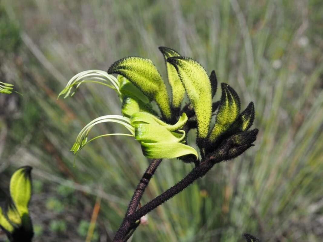 Macropidia fuliginosa — search result for 'Anigozanthos'