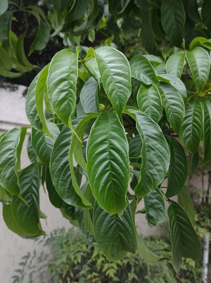 Cybistax antisyphilitica — search result for 'Bignoniaceae'