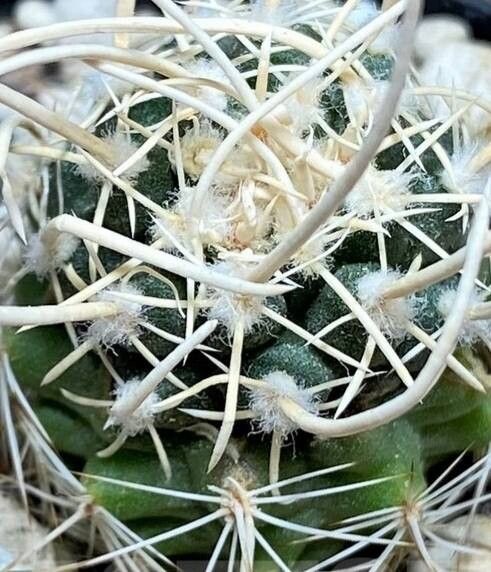 Pediocactus peeblesianus leaf