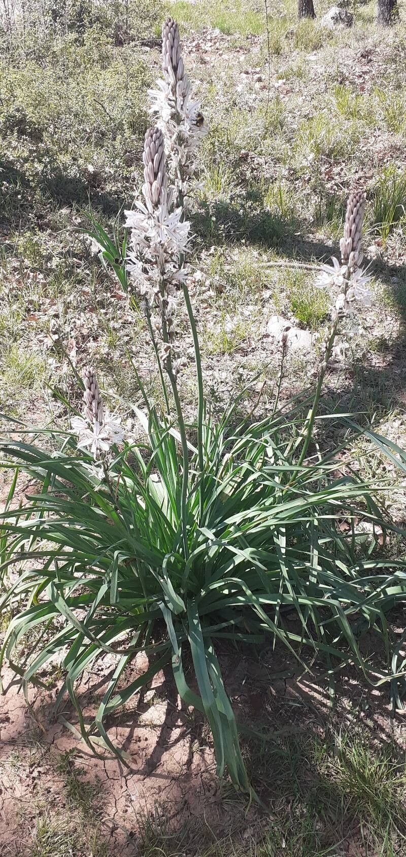 Asphodelus cerasifer — search result for 'Asphodelus'