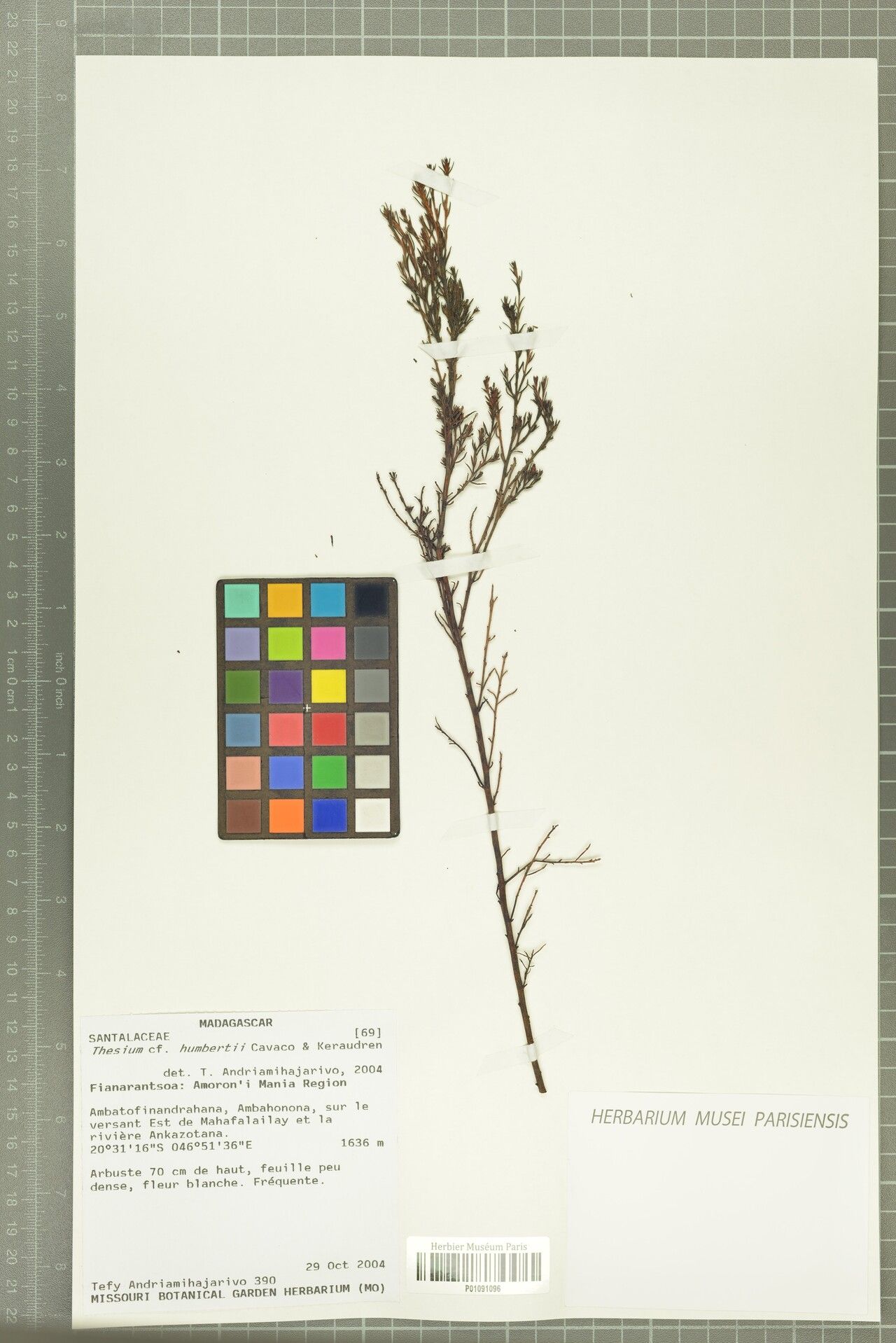 Thesium humbertii — search result for 'Thesium'