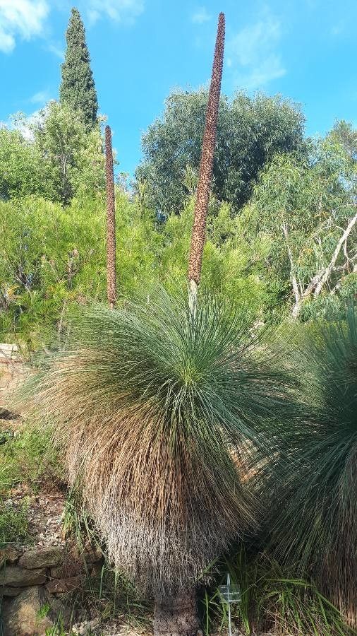 Xanthorrhoea australis flower
