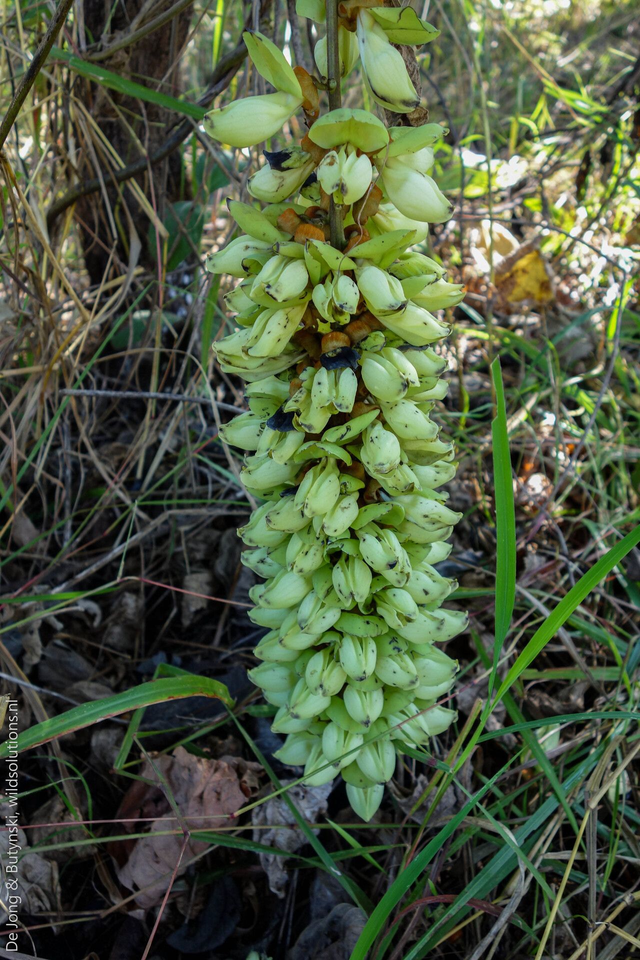 Mucuna poggei flower